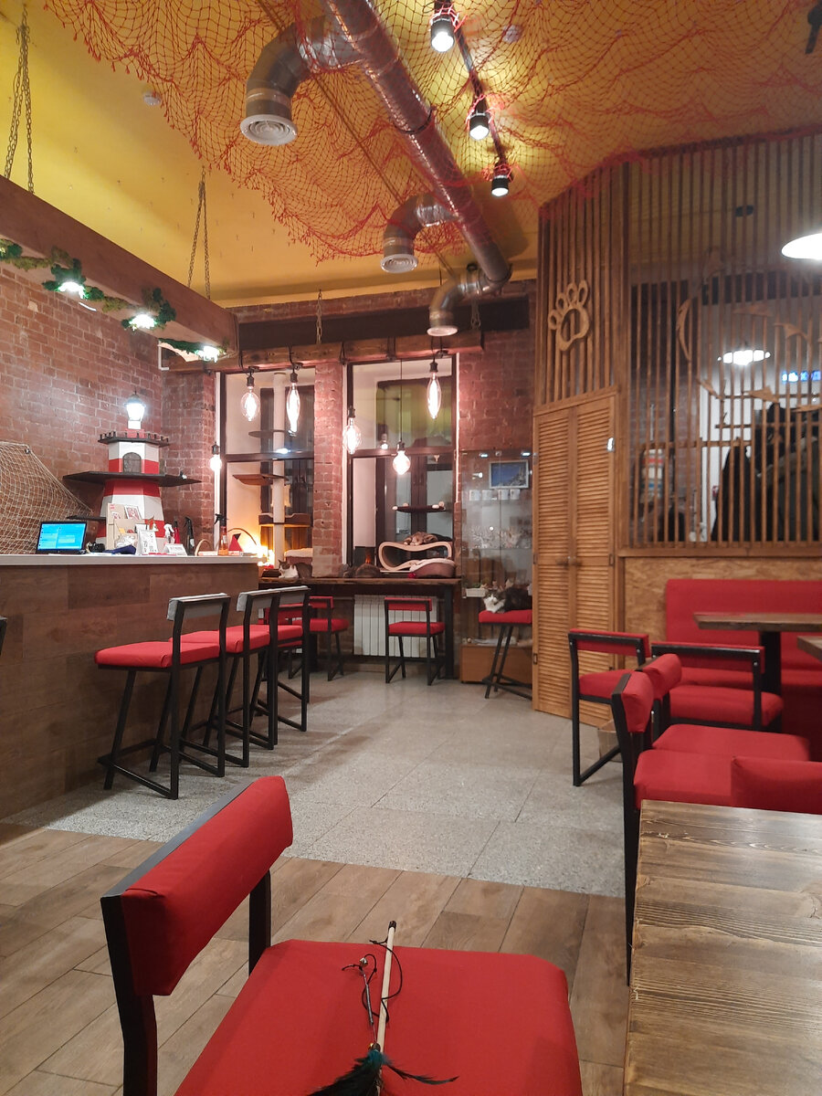 Котокафе. Все фото в статье - автора.