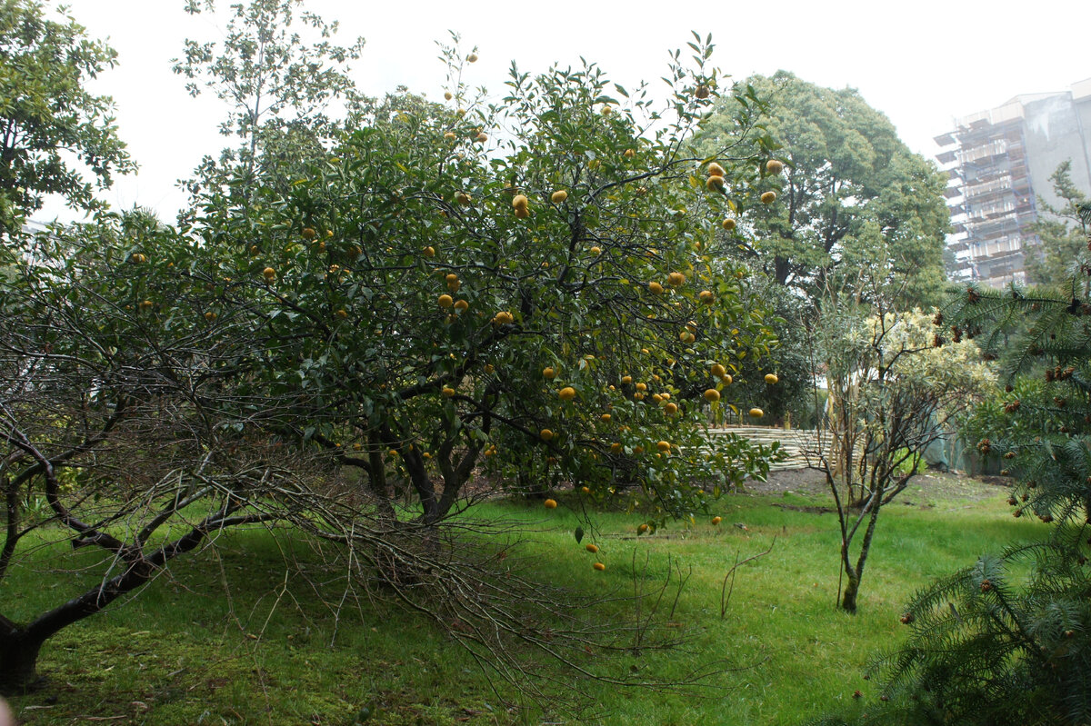 женщина дерево. зеленые легкие планеты. дерево для презентации. у каждого дерева свой. у каждого дерева свой.