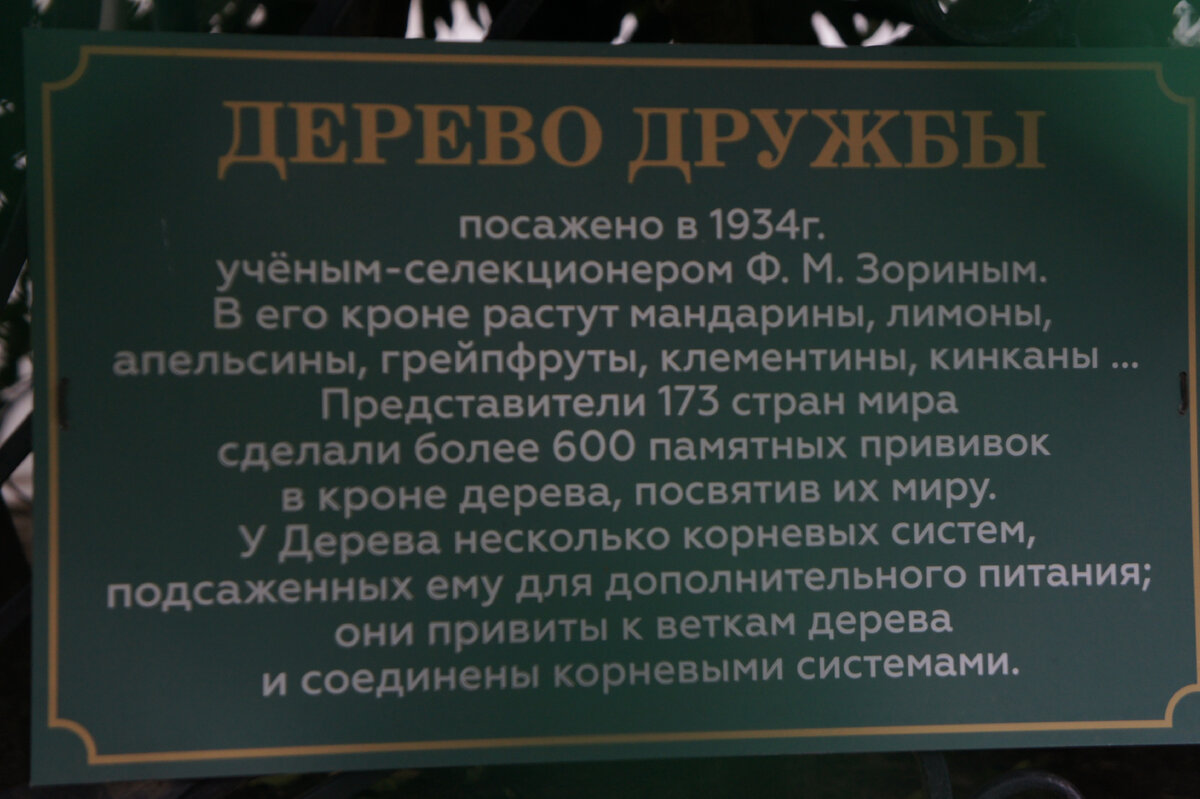 Сад-музей «Дерево дружбы»: место, которое довело меня до слёз | Полярная  крачка | Дзен