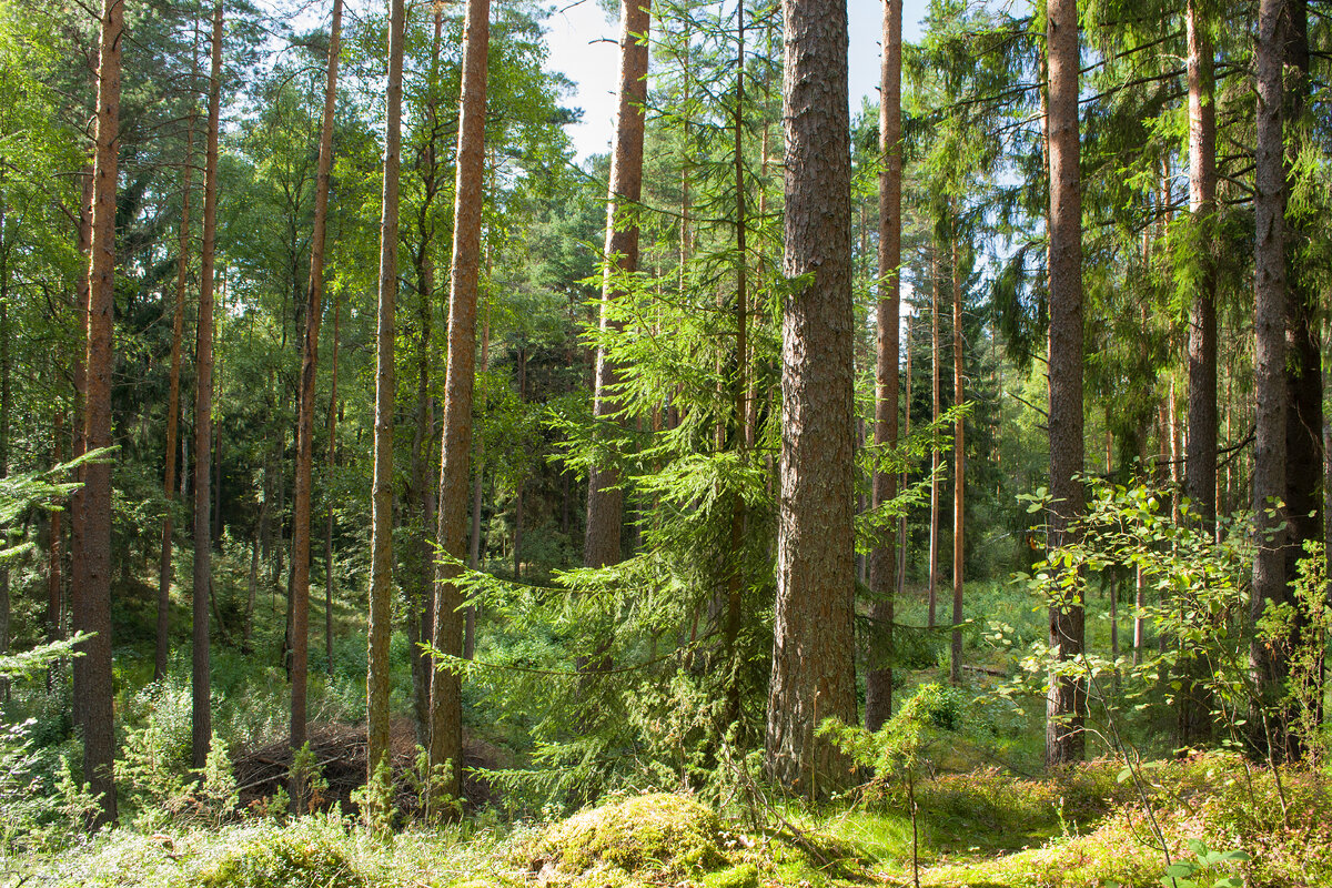 Природное сообщество лес. Почему в еловом лесу. Светолюбивая сосна в еловом лесу. Смешанный уральский лес опушка. Хвойный лес ельник.