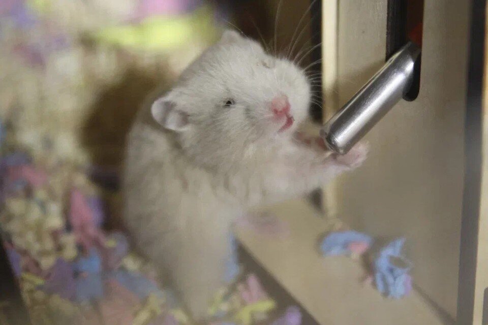    Хомячки нахомячили себе на целое общежитие в Петербурге. Вероника ОВСЯННИКОВА