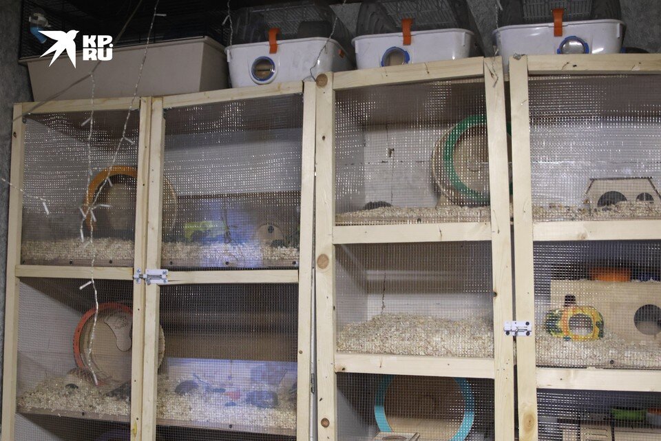    Койко-места у хомяков что надо, почти пятизвездочные отели. Вероника ОВСЯННИКОВА