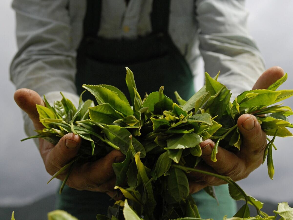    Чайные листья© РИА Новости / Михаил Мордасов