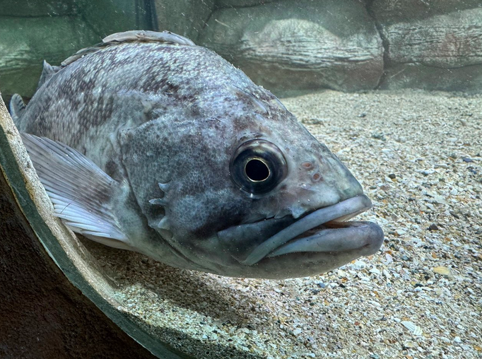 Фото: Алуштинский аквариум