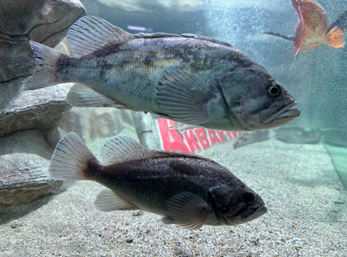 Фото: Алуштинский аквариум