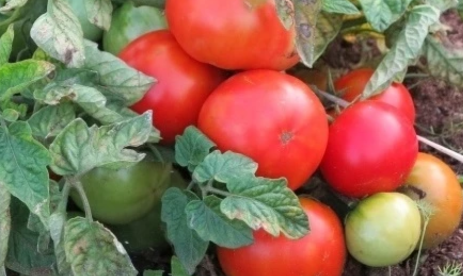 Сорта томатов, устойчивые к фитофторе, вкусные и урожайные