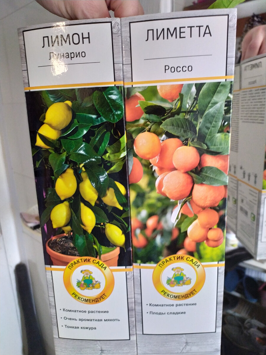 Лимон Лунарио и Лиметта Россо