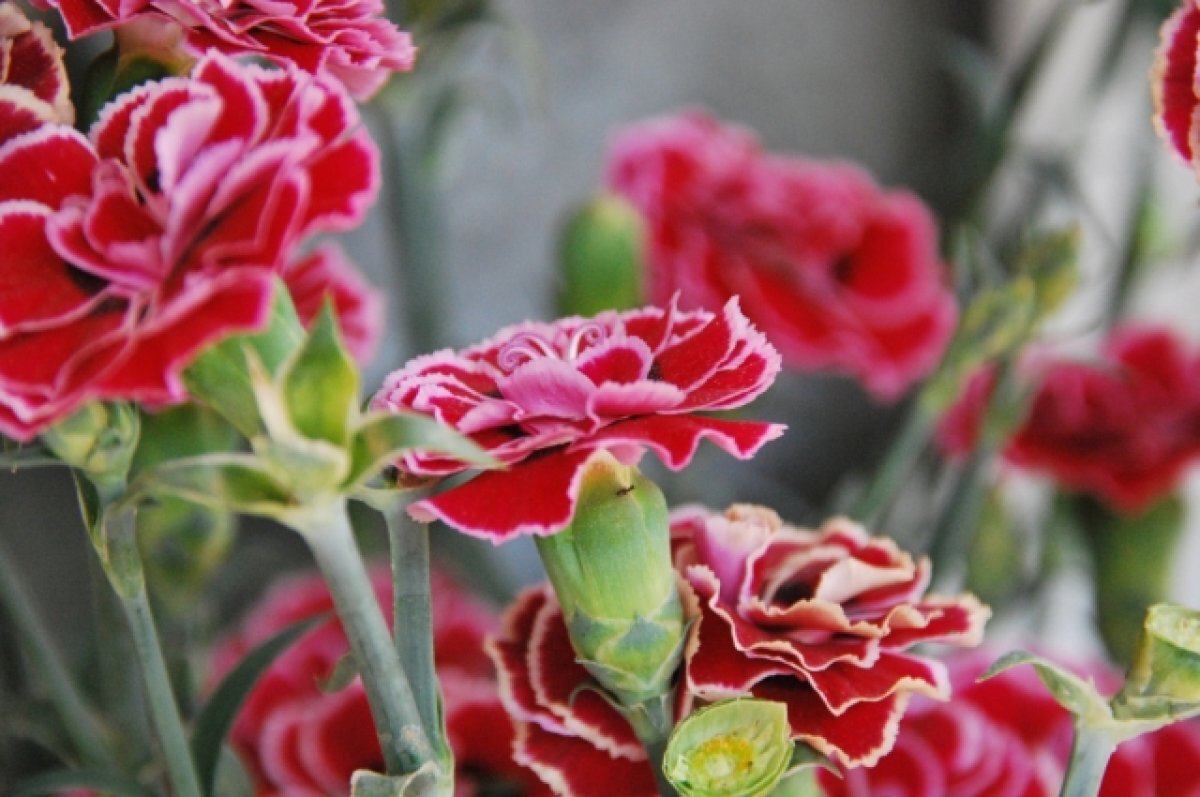    23 февраля отмечается День защитника Отечества.