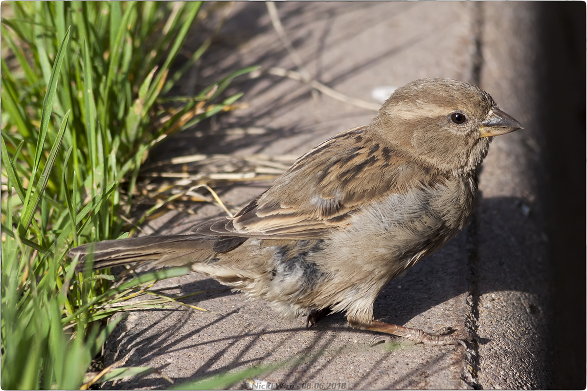 2. Домовый воробей (самочка) © NickFW.ru — 08.06.2018г.