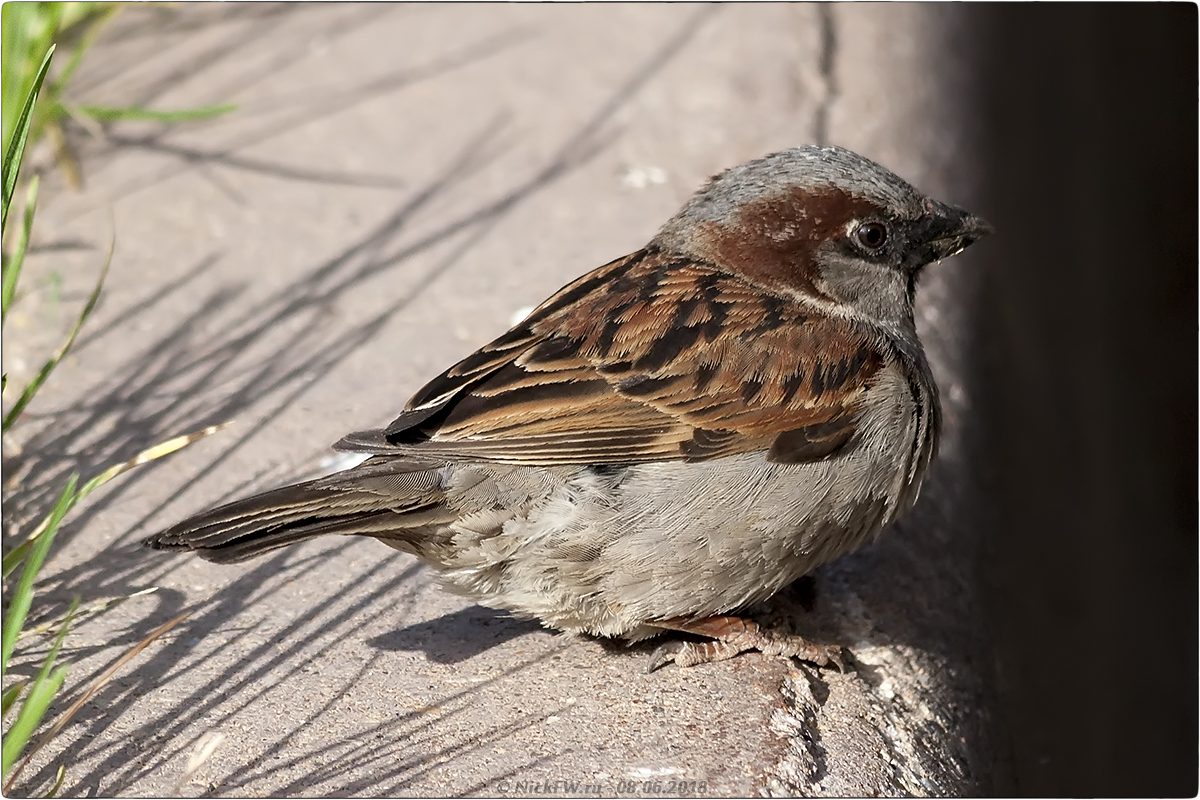 1. Домовый воробей (самец) © NickFW.ru — 08.06.2018г.