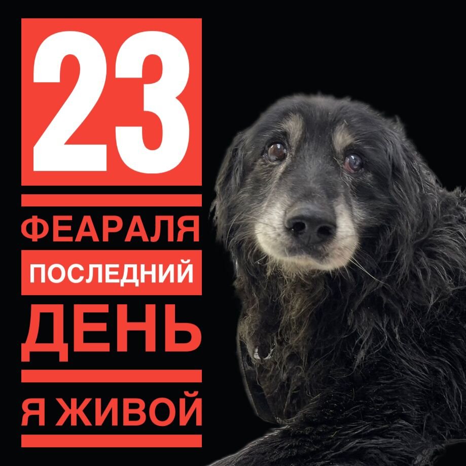 Люди, пес до понедельника не дотянет без помощи