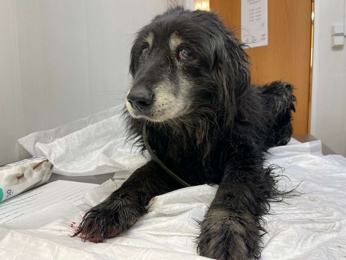 Малышу без нас совсем никак. Срочный сбор