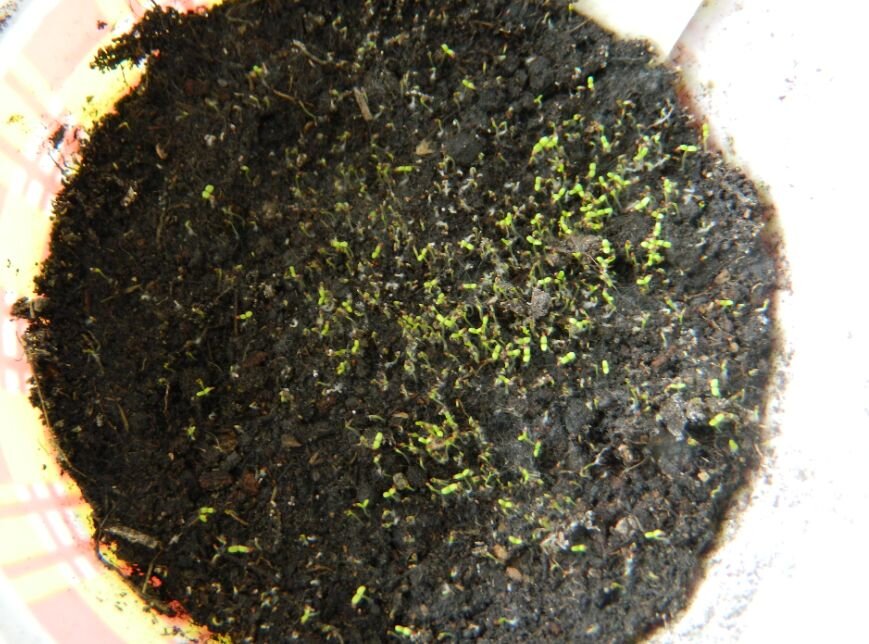 не с наречиями раздельно. частица не пишется раздельно или слитно. нисколько не верный. нисколько не верный. ни сколь.