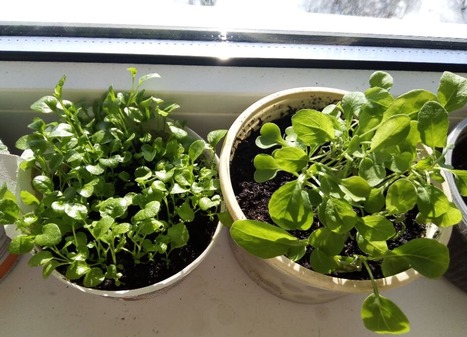 нисколько не страшно правило. нисколько не известным. ни на сколько как пишется. губерман. как пишется не.