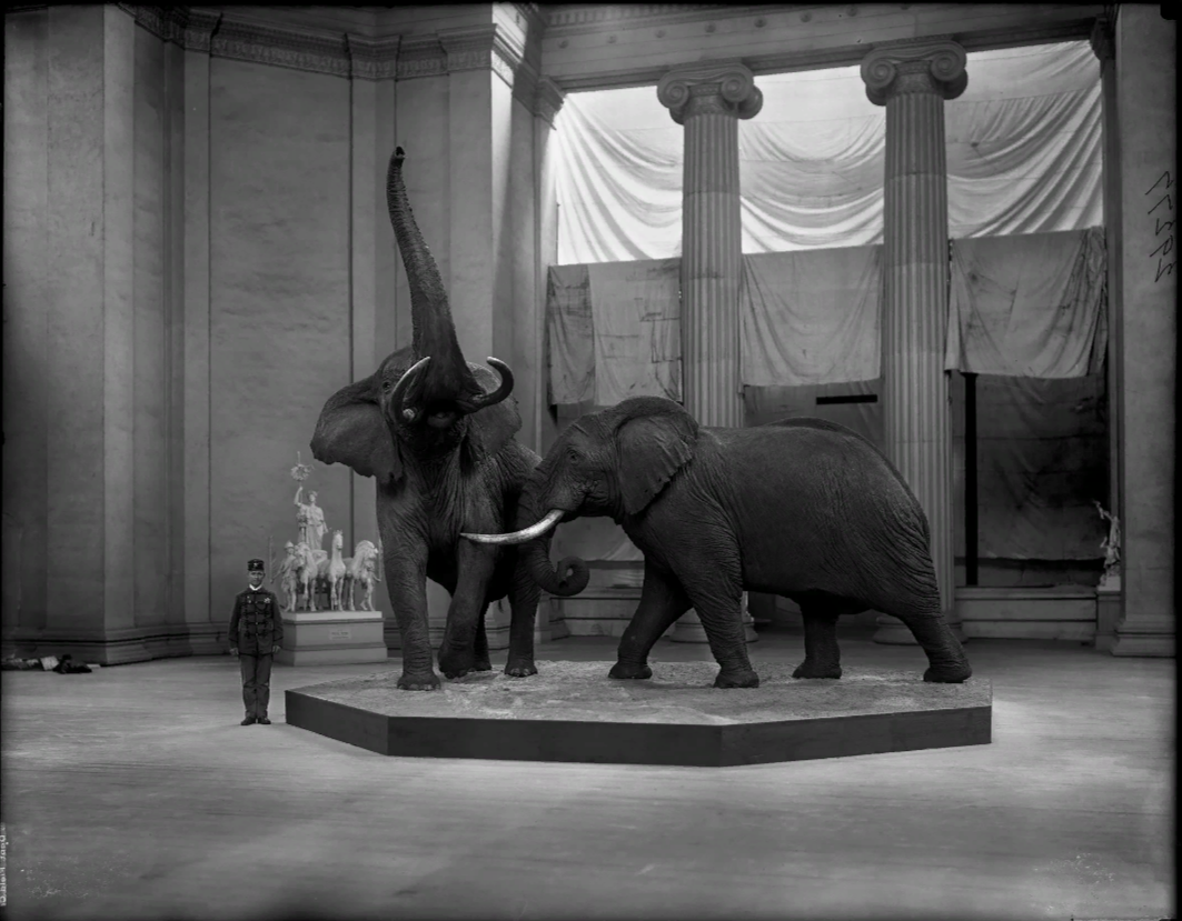 Мезей Field Columbian Museum США