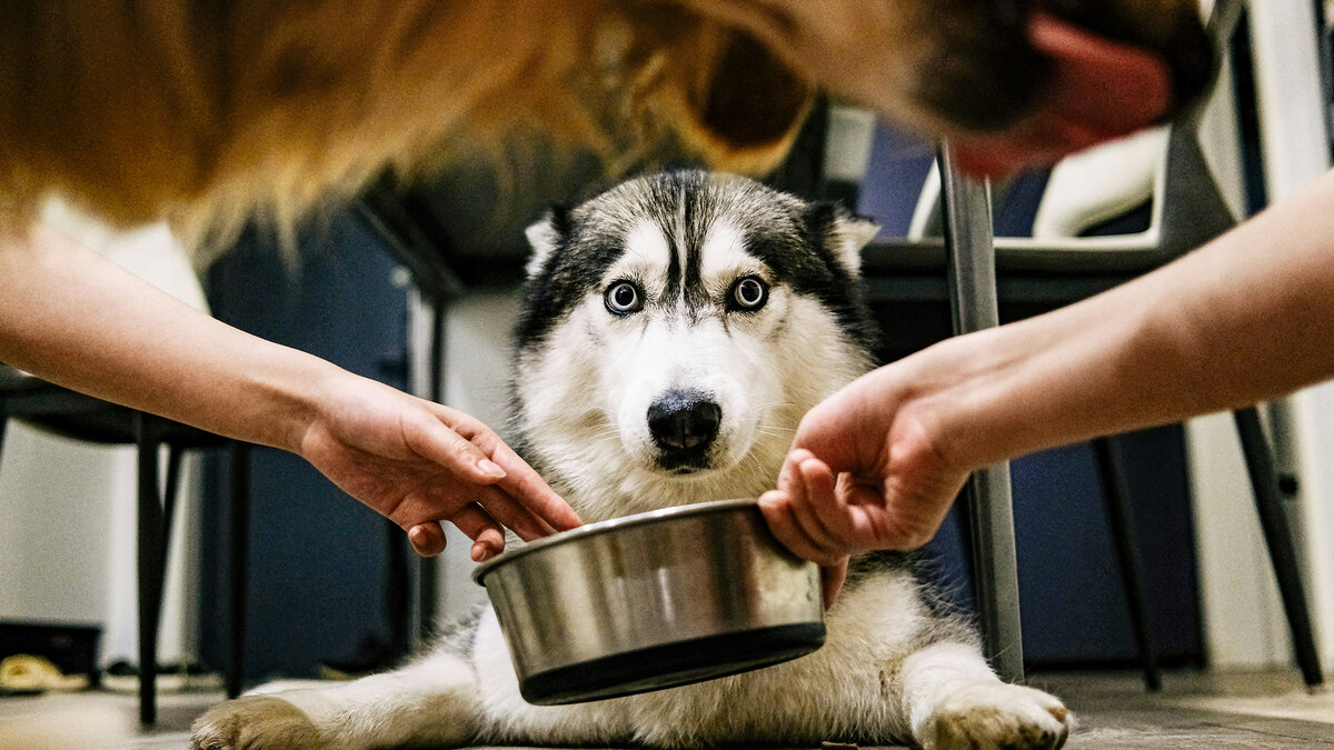 Склонность хаски к побегам, судя по всему, имеет очень глубокие корни. Фото Xingchen Yan/Unsplash