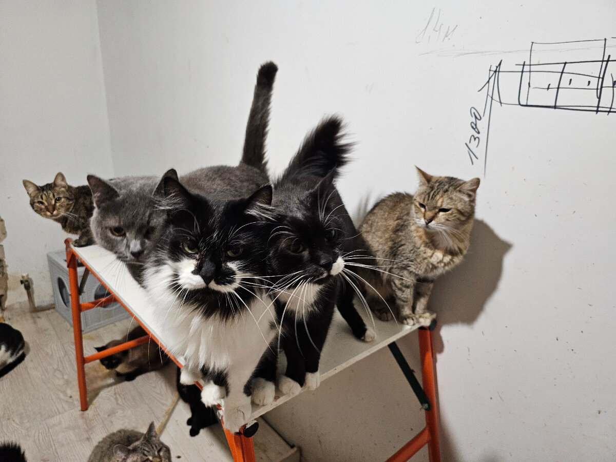 Фото автора. Котики.