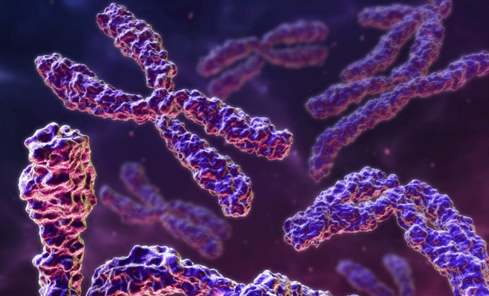 Хромосомы: строение и функции