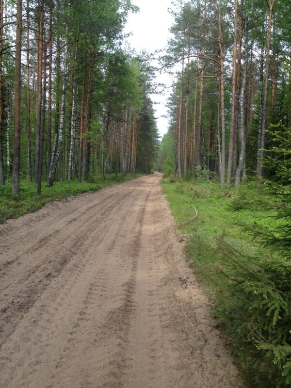 Авторское видео весна 2022 года – дорога через сосновый бор между деревнями Корытно и Орел.