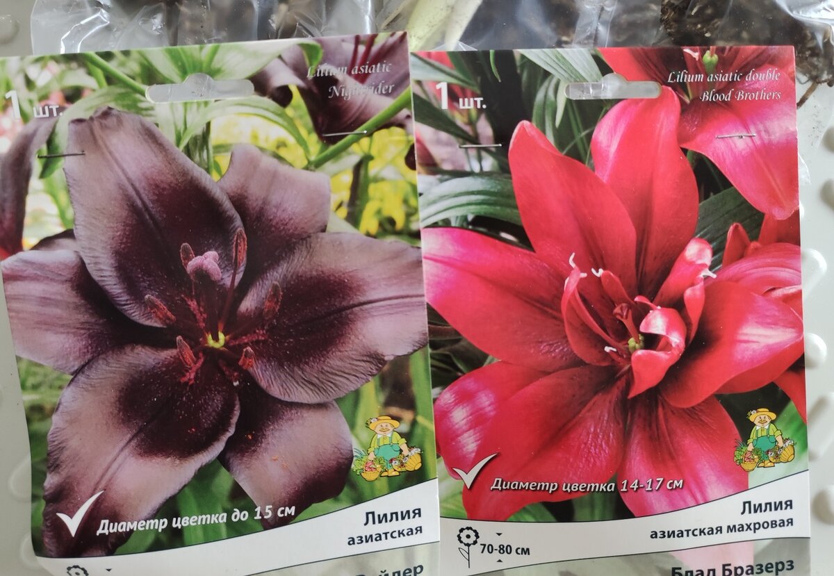 Сорта лилий Блад Бразерз и Найт Райдер.