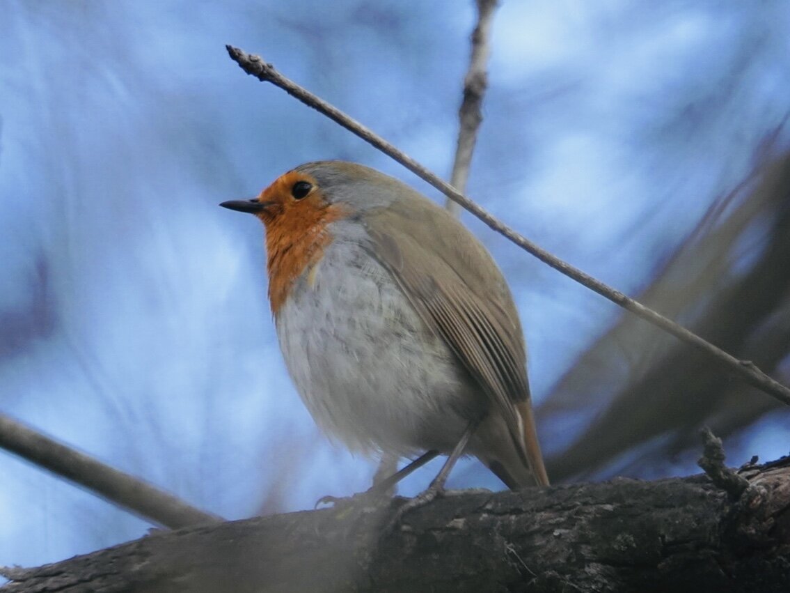 Малиновка (зарянка)