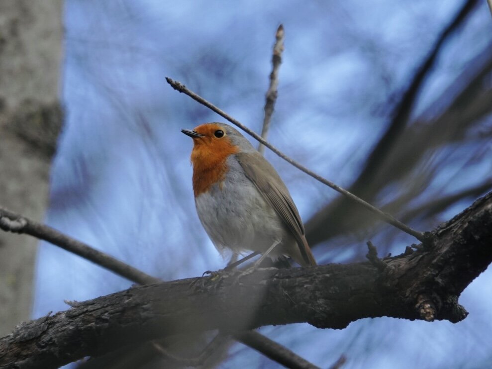 Малиновка (зарянка)