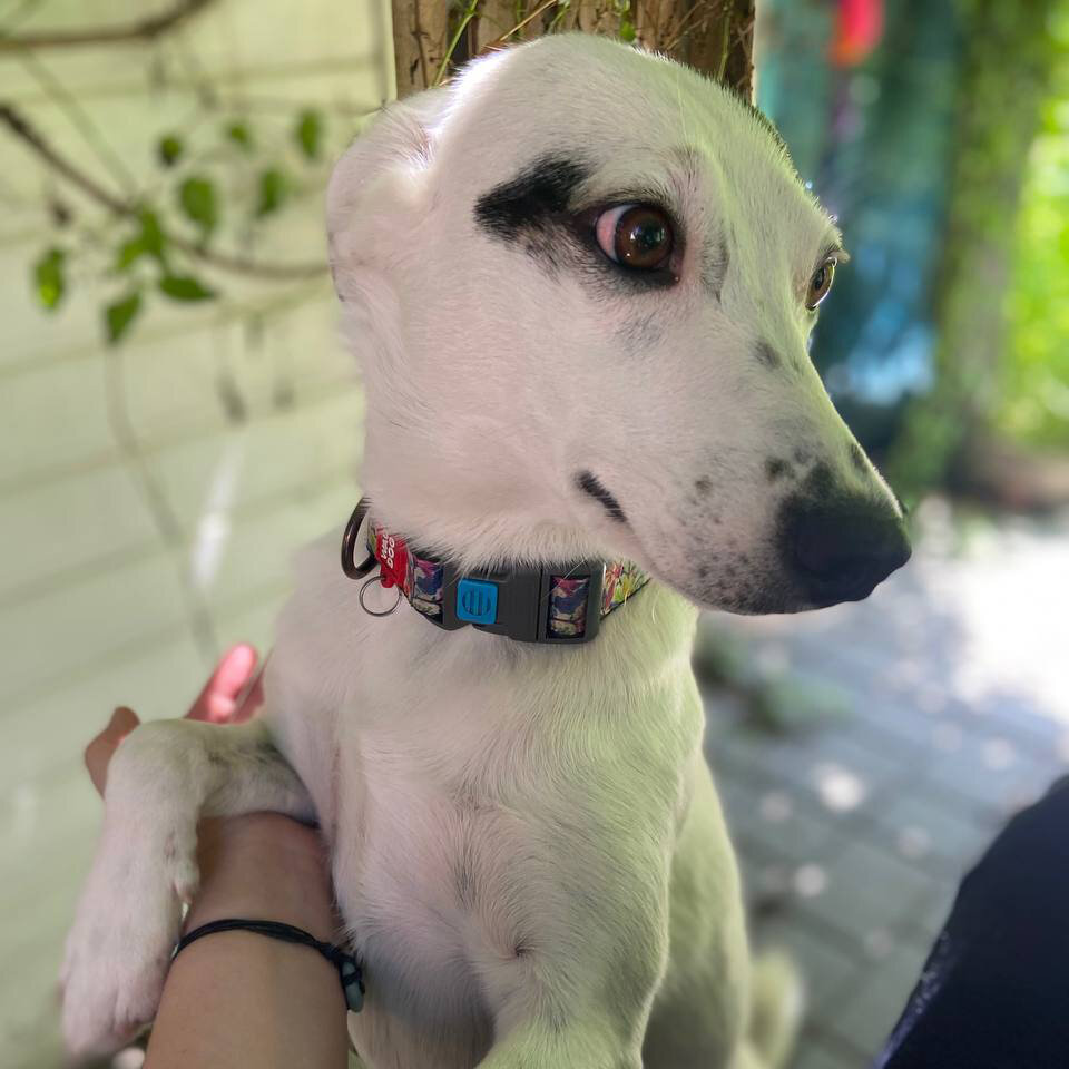 Я не могу подписать, у меня лапки!