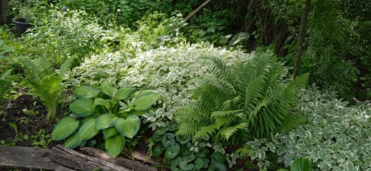В моём саду. Сныти здесь позволено многое, не правда ли? 