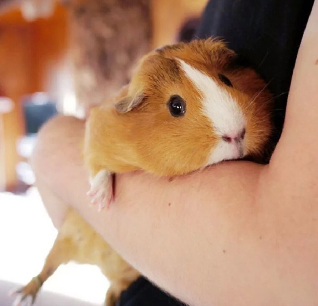 Фото из интернета, но очень похож на нашего Фимку