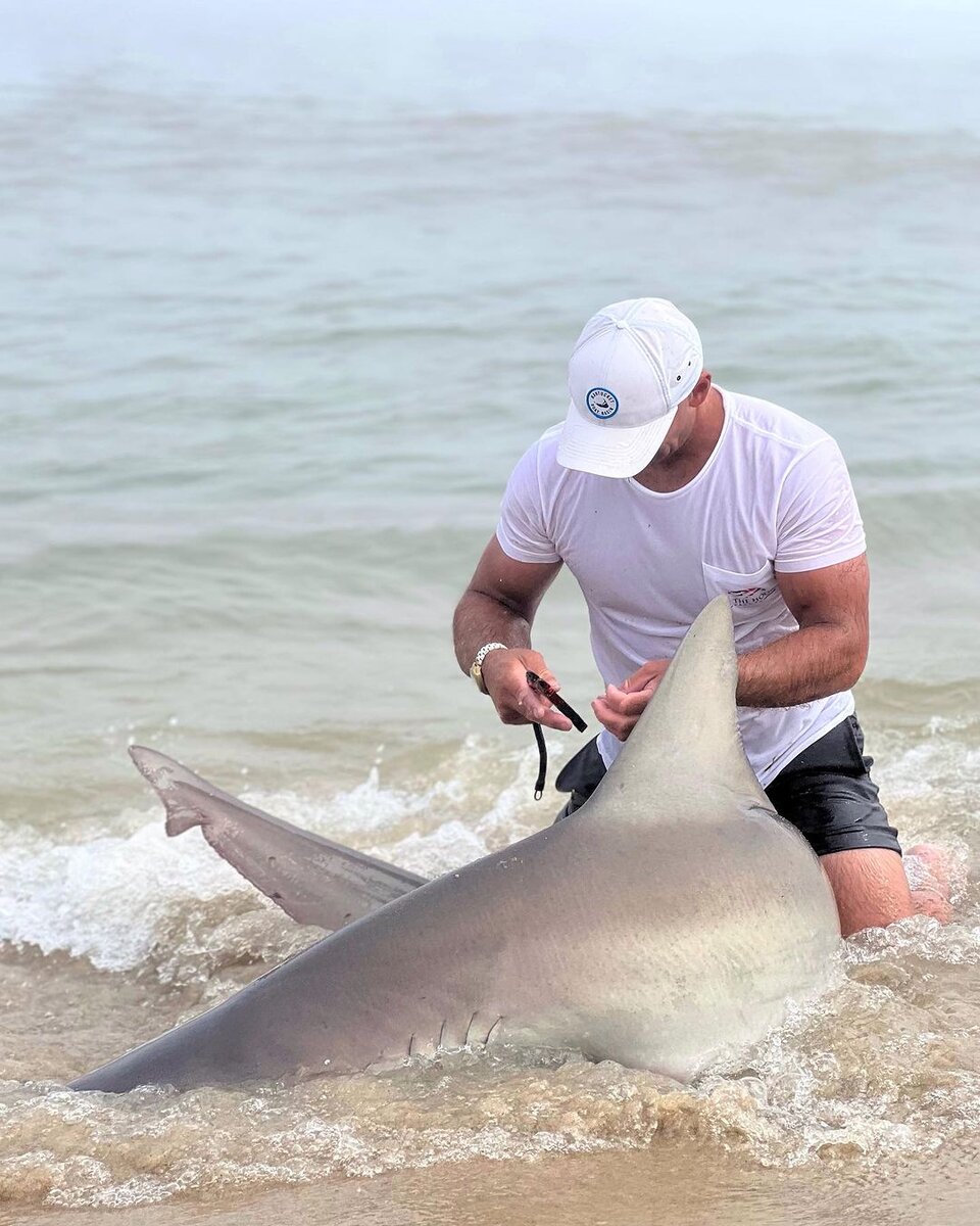 Как стать акулой. Акула белая, акула-людоед, кархародон. Акула бизнеса в деле. Гигантская тигровая акула. Ты должен стать акулой в своём деле.
