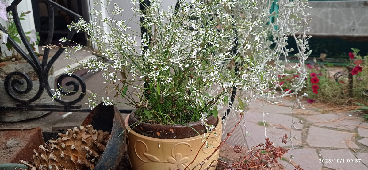 мой молочай