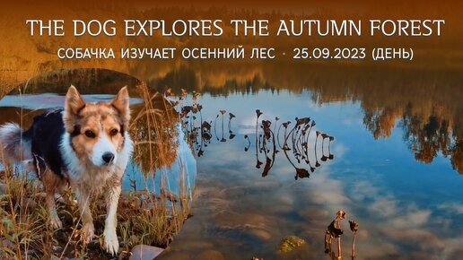 Собачка изучает осенний лес _ The dog explores the autumn forest (25.09.2023 день)