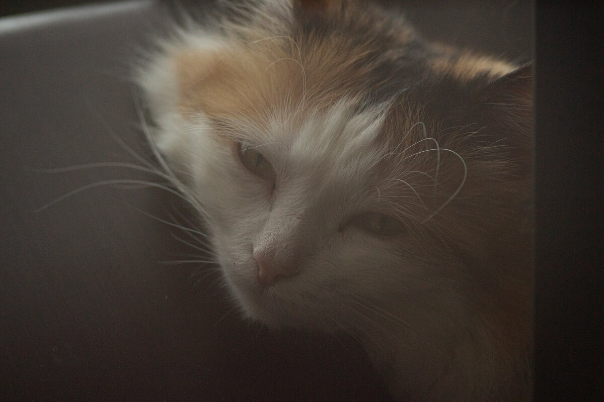 Ну когда там эту вашу весну дадут?