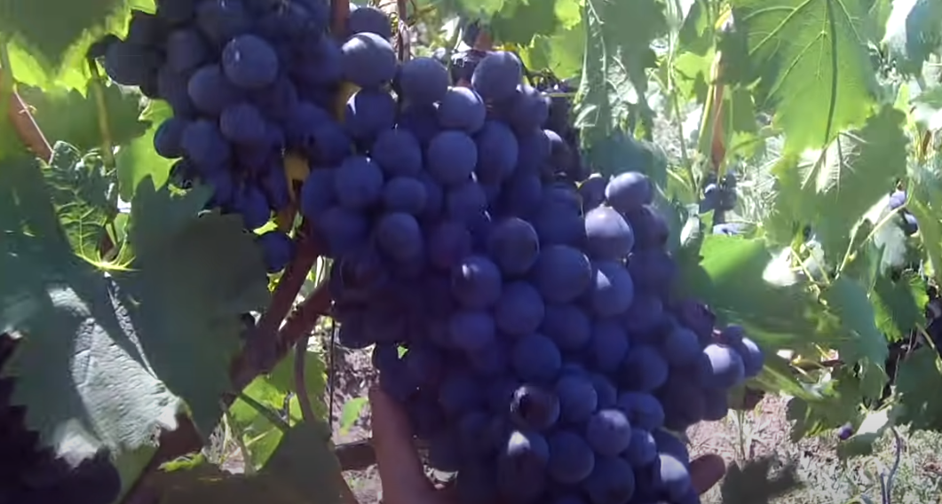 Виноград сорт "Ласточка".