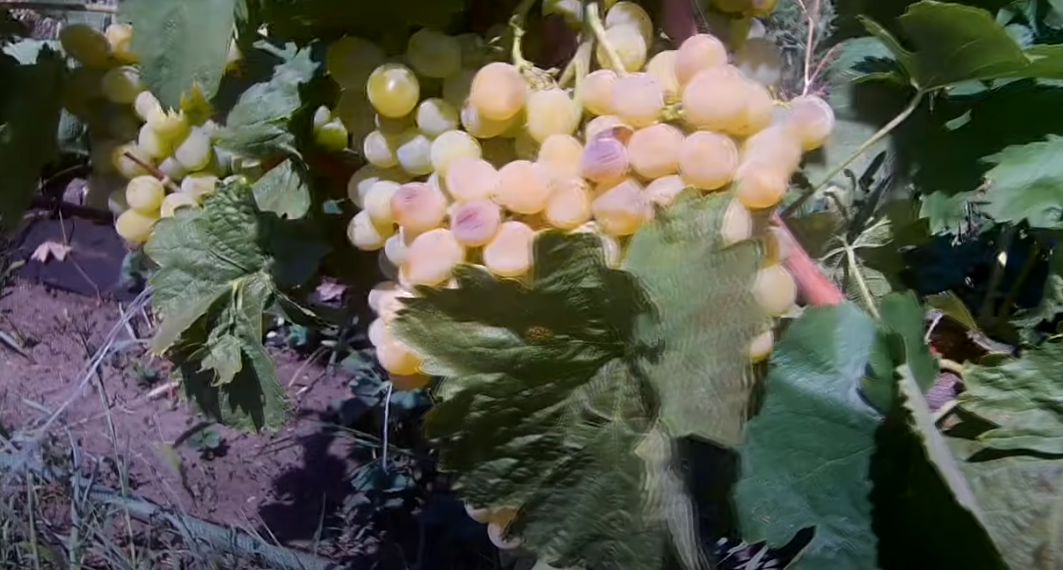 Виноград сорт "Байконур".