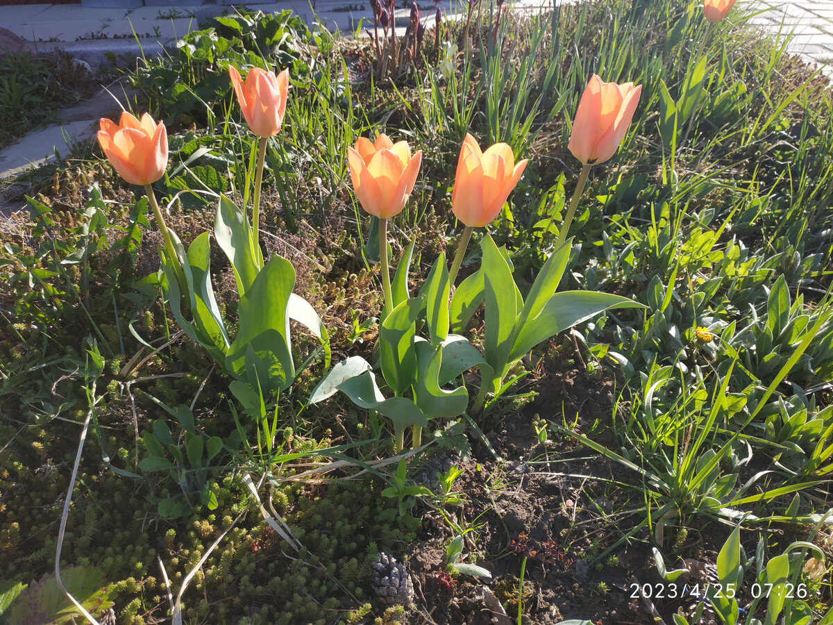 Мои тюльпаны для вас