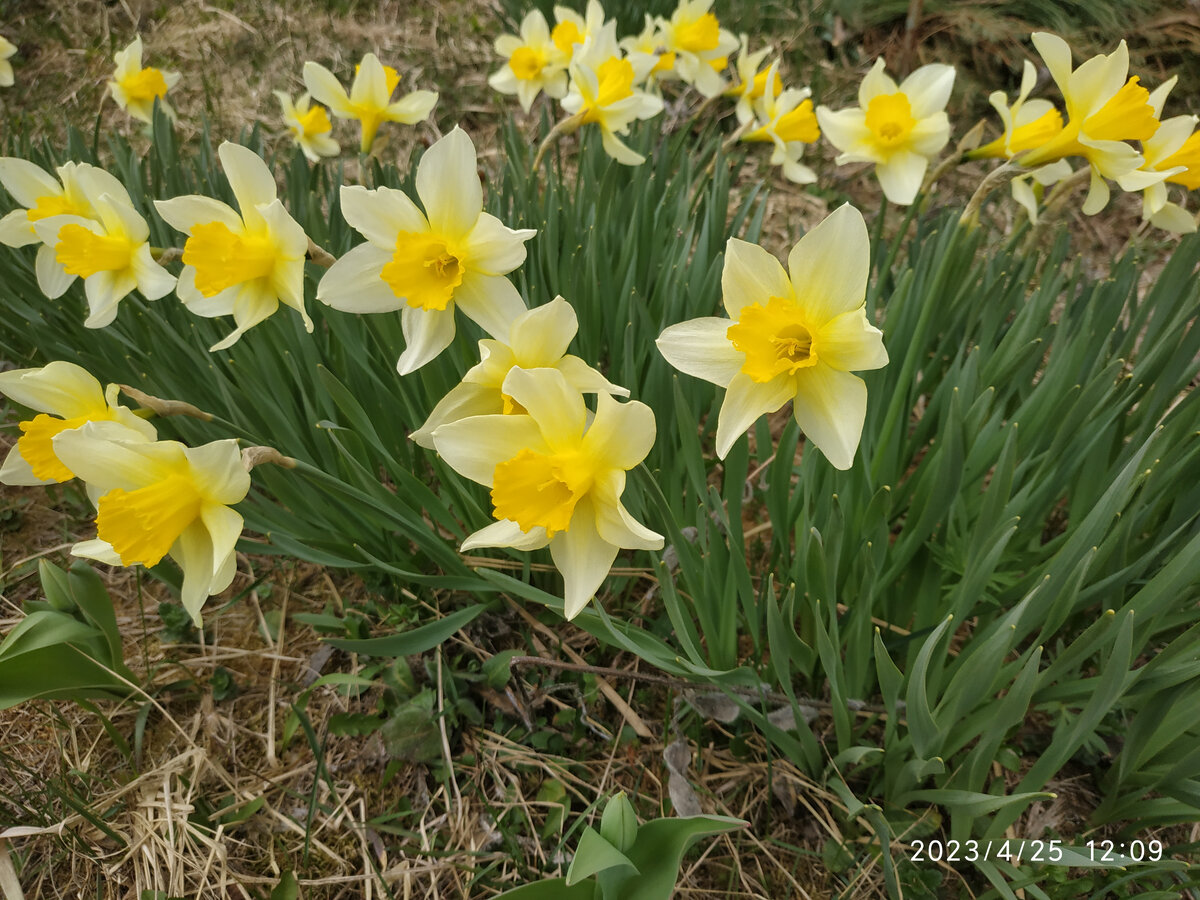 И нарциссы тоже