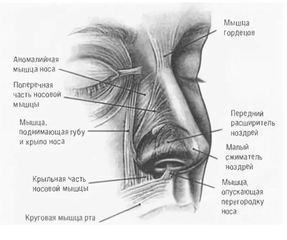 А вы работаете с носом для молодости лица - делаем незаметное упражнение  для мышц носа | Healthy | Дзен