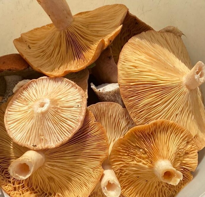 Серушки и волнушки