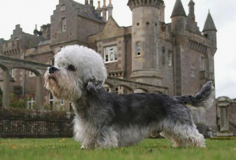 Денди динмонт терьер