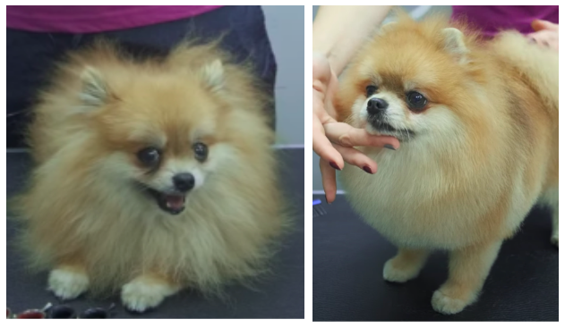 Шпиц "до" и "после" груминга 