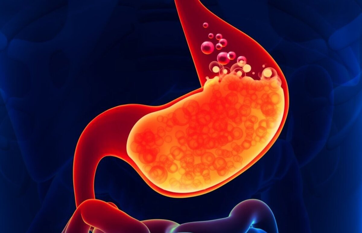    Многие опасные бактерии умирают в желудочной кислоте