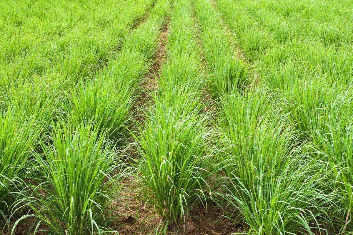 выращивают на полях