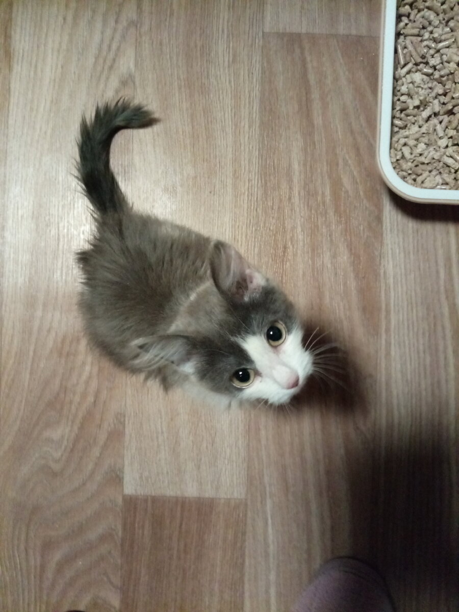 У котёнка более заинтересованный взгляд чем раньше