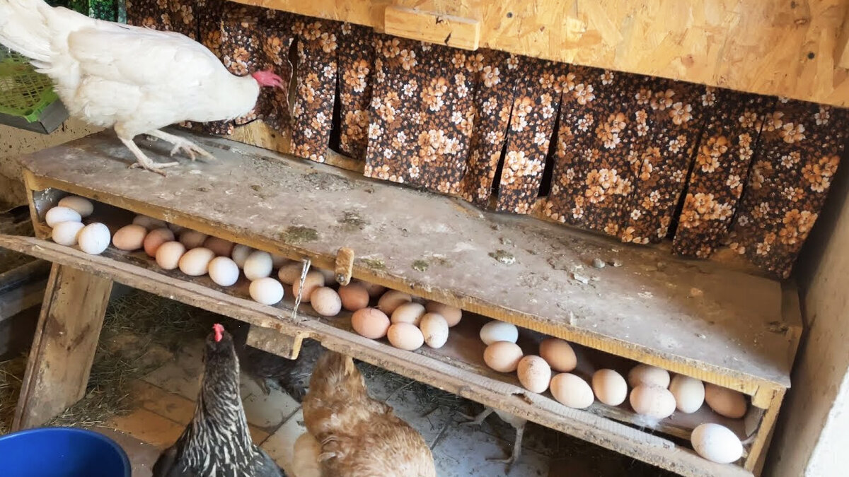 Скорлупа яиц. Как использовать яичную. Скорлупка от яйца. Скорлупа яиц для огорода. Рассада в яичных скорлупках.