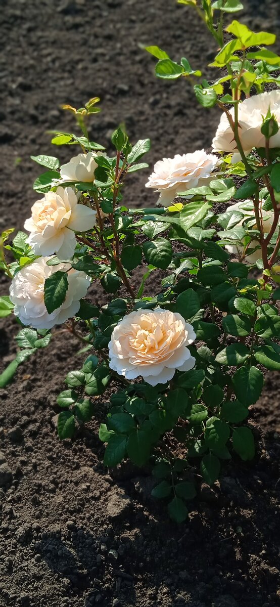 Крокус Роуз