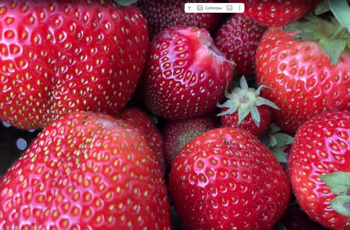 Земляника садовая крупноплодная