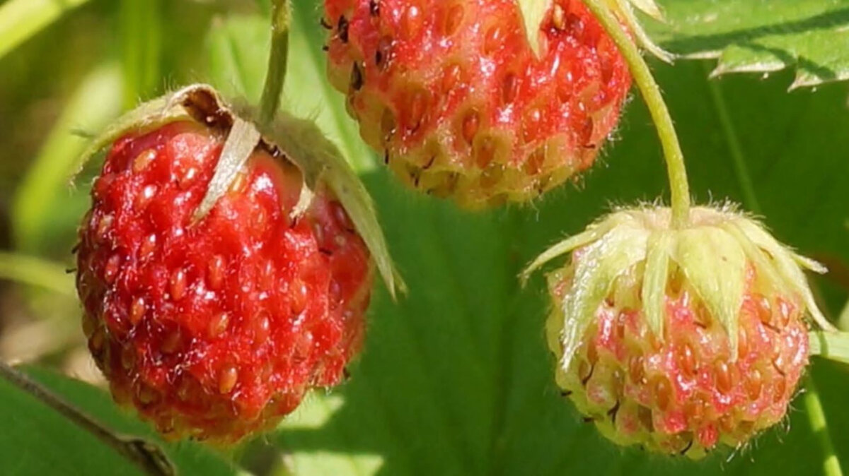 Клубника настоящая