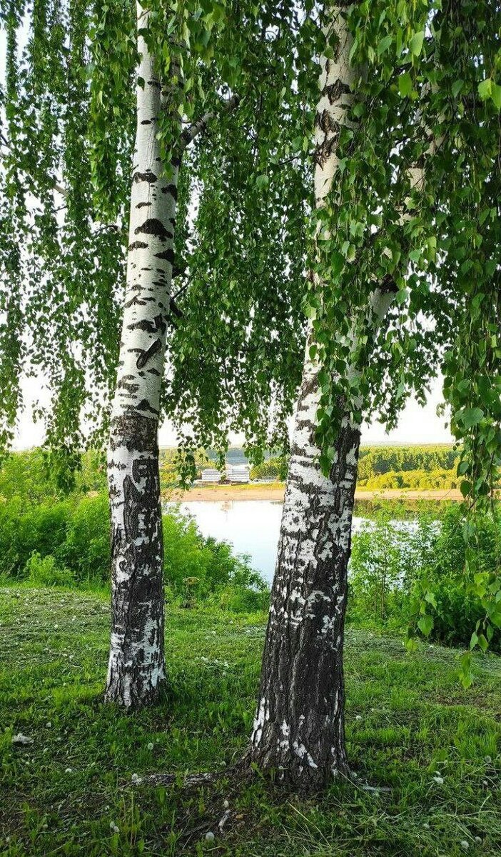 Фото из пинтереста 