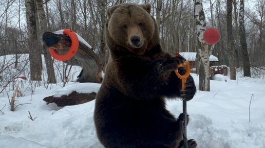 下载视频: Шанцевый инструмент в жизни медведя 🐻⛏️❄️ Медведь Мансур.